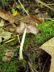Pluteus septocystidiatus