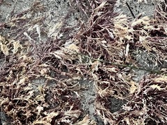 Corallina officinalis