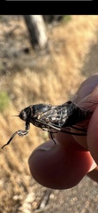 Atrapsalta furcilla