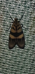 Heortia vitessoides