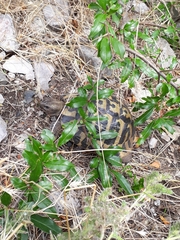 Testudo hermanni