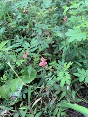 Indigofera hendecaphylla