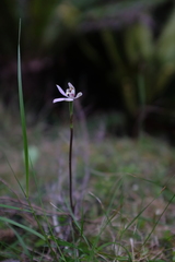 Caladenia variegata