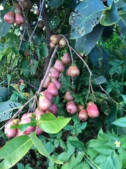 Syzygium samarangense