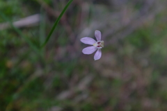 Caladenia variegata