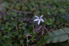 Lobelia angulata