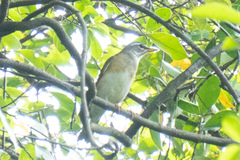 Turdus obscurus