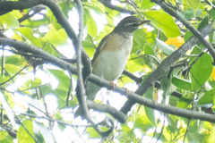 Turdus obscurus