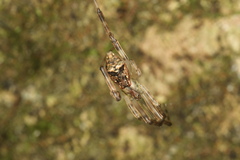 Episinus antipodianus