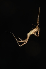 Episinus antipodianus