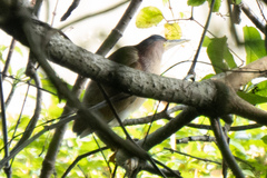 Ixobrychus sinensis