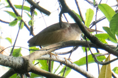 Ixobrychus sinensis