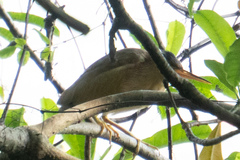 Ixobrychus sinensis