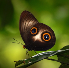 Taenaris urania