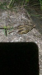 Rostratula benghalensis