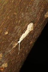 Sagephora phortegella