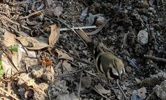 Dendronanthus indicus