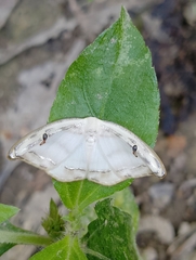 Callidrepana gelidata