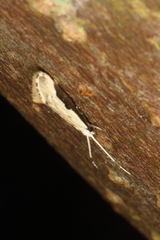 Sagephora phortegella