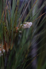 Dracophyllum longifolium