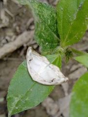 Callidrepana gelidata