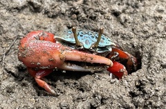 Paraleptuca chlorophthalmus