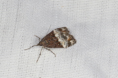 Scoparia minusculalis