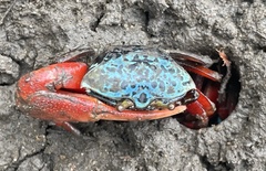 Paraleptuca chlorophthalmus