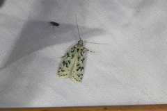 Izatha peroneanella