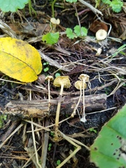 Gerronema subclavatum