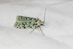 Izatha peroneanella