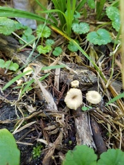 Gerronema subclavatum