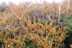 Gleichenia alpina