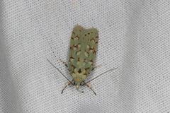 Izatha peroneanella