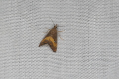 Glaucocharis chrysochyta