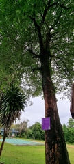 Alstonia scholaris