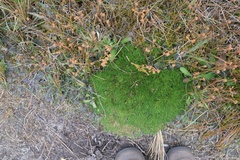 Oreobolus pectinatus