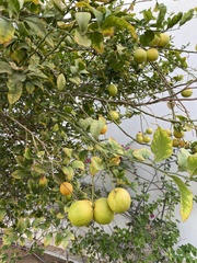 Citrus