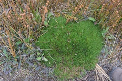 Oreobolus pectinatus