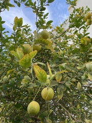 Citrus