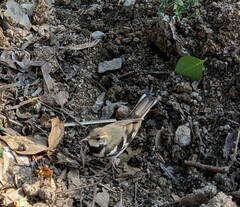 Dendronanthus indicus