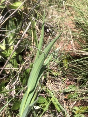 Afroaster serrulatus