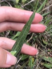 Afroaster serrulatus