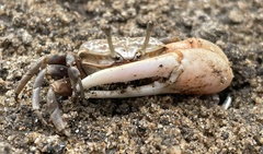 Austruca occidentalis