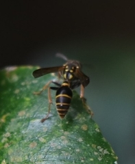 Ropalidia socialistica