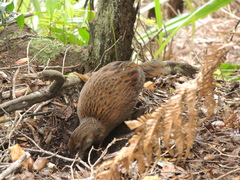 Gallirallus australis