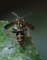 Ropalidia socialistica