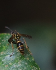 Ropalidia socialistica