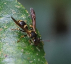 Ropalidia socialistica