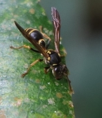 Ropalidia socialistica